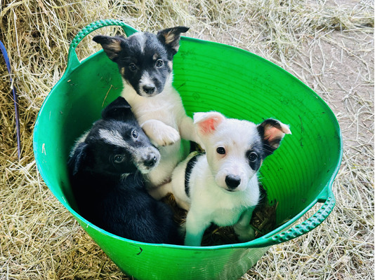 Border Collies For Sale