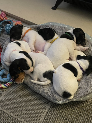 Available Jack Russells