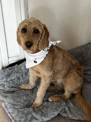 Labradoodle For Sale in the UK