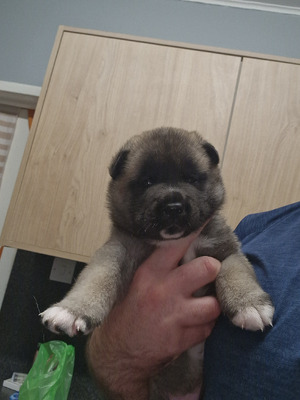 Mojo Akitas For Sale Akita Breeders In Tennessee With Puppies For Sale