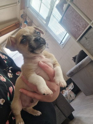 Jack Russells For Sale