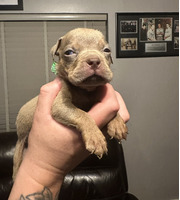 7 ABCK POCKET BULLY PUPS FOR SALE