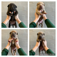 American bully puppys for sale