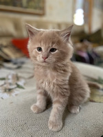 MAINE COON KITTENS FOR SALE