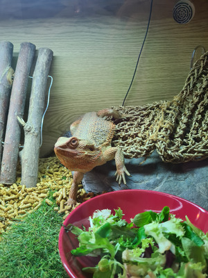 Bearded Dragon For Sale in Great Britain