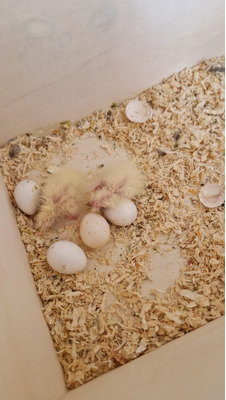 Male And Female Breeding Cockatiels With Cage Food Supplements And Toys 