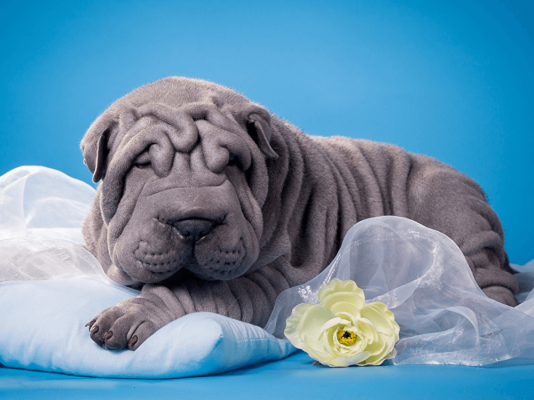 Shar Pei Wanted in the UK