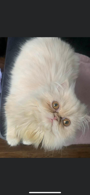 Persian for Rehoming