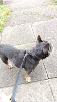 Beautiful playful frenchie for sale