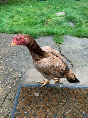 Hen for Rehoming