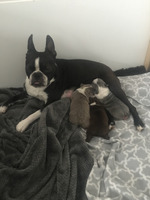 Boston terrier pups for sale REDUCED