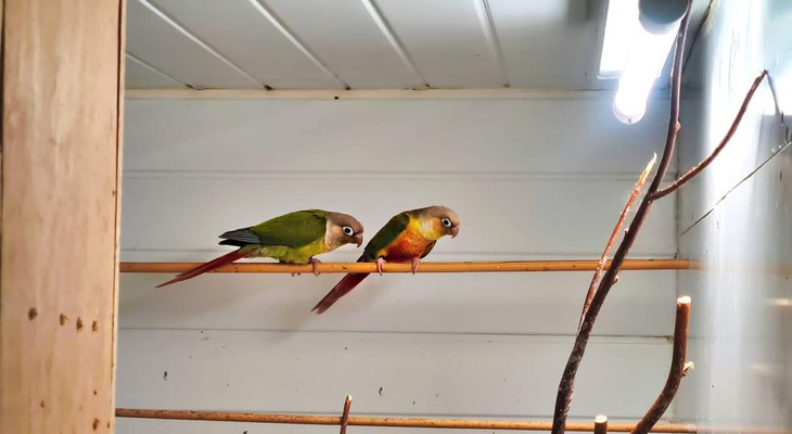 Conure for Rehoming