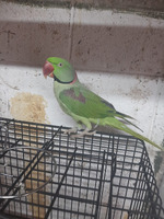 Alexandrine Parrot For Sale in Lodon