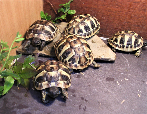 Hermann Tortoise For Sale in Great Britain