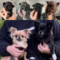 KC registered long haired chihuahua