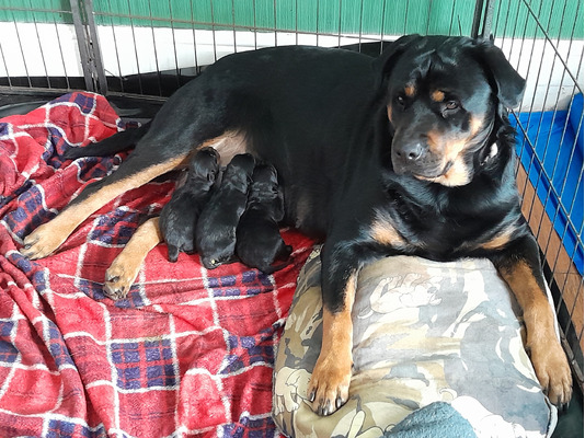 Rottweiler For Sale in Lodon