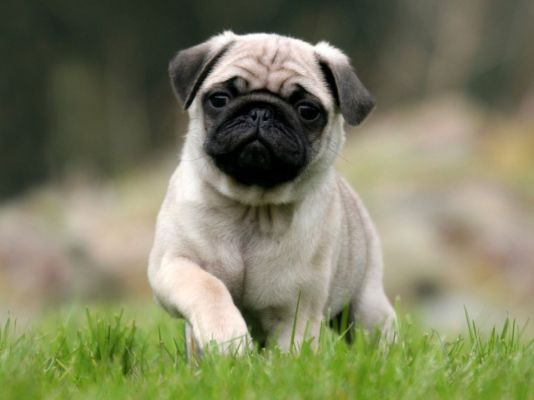 Pug Wanted in Lodon