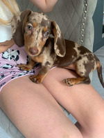 Choc dapple KC reg miniature dachshund girl