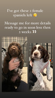 Cocker spaniel puppies for sale