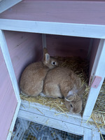 Netherland Dwarf For Sale in the UK