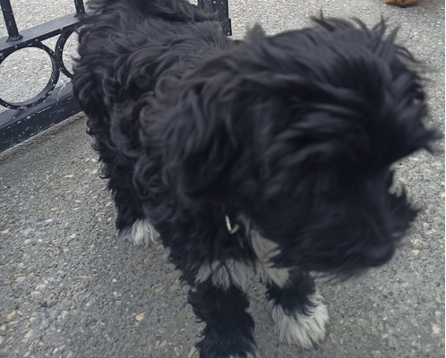 Tibetan Terriers | UKPets