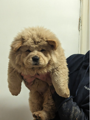 Chow Chow For Sale in the UK