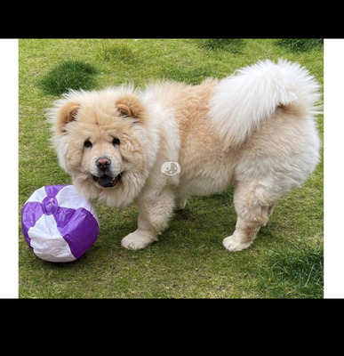 Chow Chow For Sale