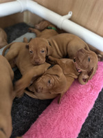 Hungarian Vizsla Puppies For Sale