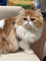 Male persian for sale