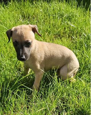 Whippet For Sale in the UK