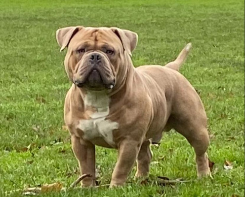 American Bully Online Ad