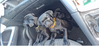 4 pug pups ready to go