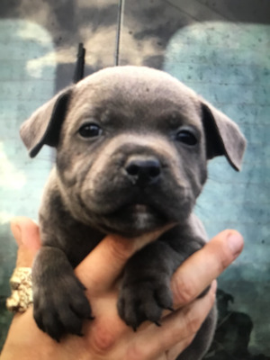 Available Staffordshire Bull Terriers