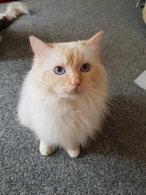 Ragdoll For Stud in Great Britain