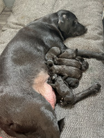 KC registered Labrador retriever pups with Drakeshead bloodline