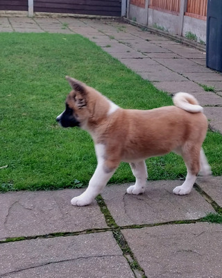 Akita Female | UKPets