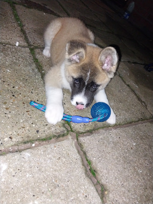 Akita Female | UKPets