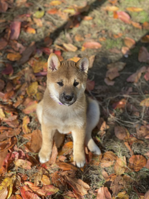 Shiba Inu for Rehoming