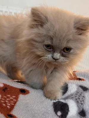 Gccf British longhair kittens for sale | UKPets