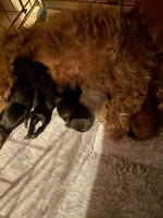 Shihpoo puppies for sale