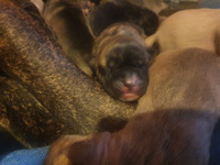 Cane corso puppies for sale