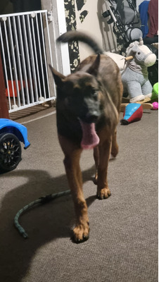 Belgian Malinois for Rehoming