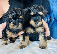 Yorkie poo for sale
