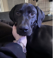 1 year old lab x staffy male for sale in Burnley