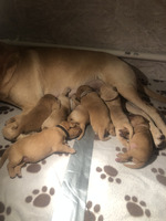 Litter of 7 yellow/fox red shade of yellow Labrador puppies born 04/11/23
