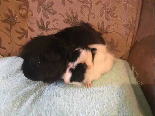 Guinea Pigs for Rehoming