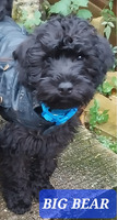 Schnoodle for Rehoming