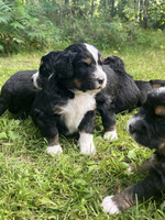 Mixed Breed For Sale in Great Britain