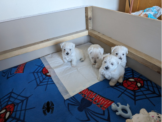 Available West Highland Terriers