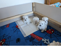 Available West Highland Terriers